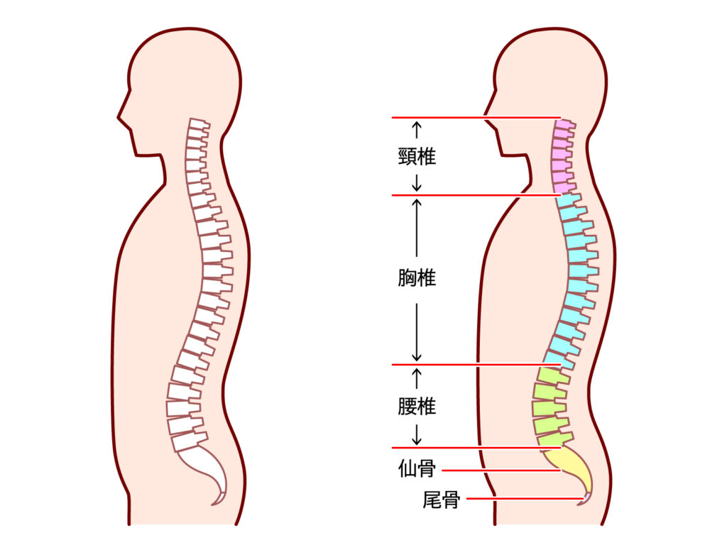 背骨名称の画像です